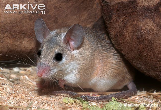 Spiny mouse Arabian spiny mouse videos photos and facts Acomys dimidiatus