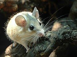 Spiny mouse Spiny mouse Wikipedia