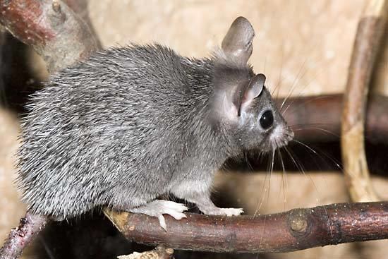 Spiny mouse African spiny mouse rodent Britannicacom