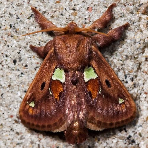 Spiny oak slug Spiny OakSlug Moth Euclea delphinii BugGuideNet