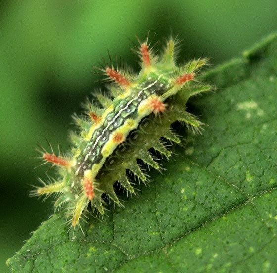 Spiny oak slug Spiny Oakslug Moth caterpillar Euclea BugGuideNet