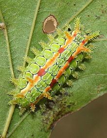 Spiny oak slug httpsuploadwikimediaorgwikipediacommonsthu