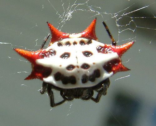 Spiny orb-weaver Crablike Spiny Orbweaver What39s That Bug