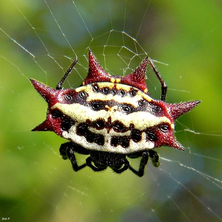 Spiny orb-weaver Spinybacked Orbweaver Gasteracantha cancriformis iNaturalistorg