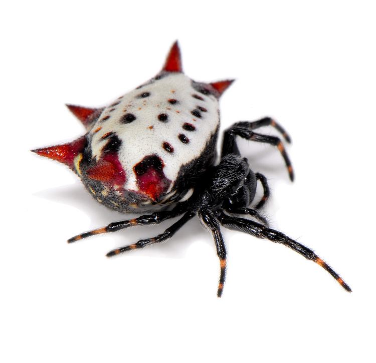 Spiny orb-weaver Real Monstrosities Spiny Orbweaver Party