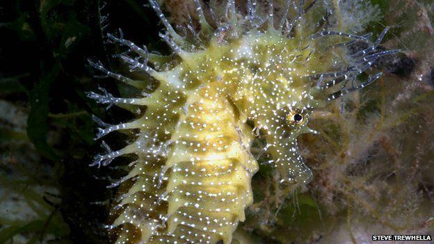 Spiny seahorse Spiny seahorse 39sighted only once39 BBC News