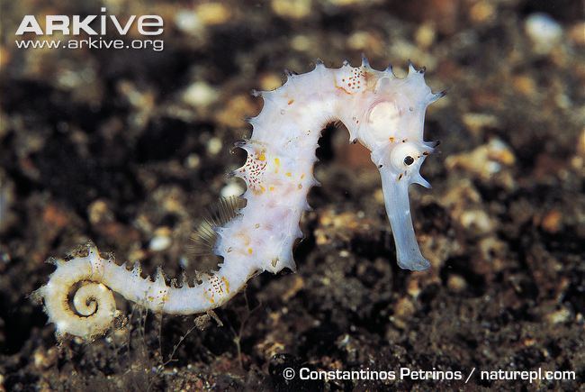 Spiny seahorse Spiny seahorse videos photos and facts Hippocampus histrix ARKive