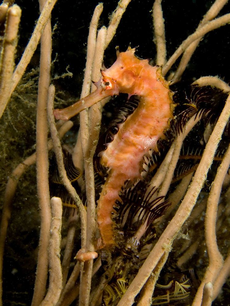 Spiny seahorse Spiny seahorse Wikipedia
