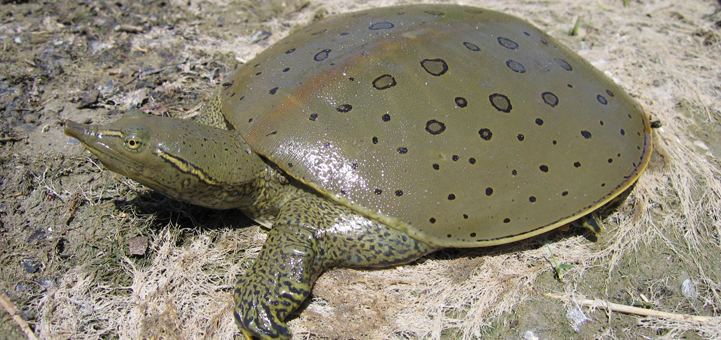 Spiny softshell turtle Reptiles and Amphibians of Ontario A New Ontario Reptile and