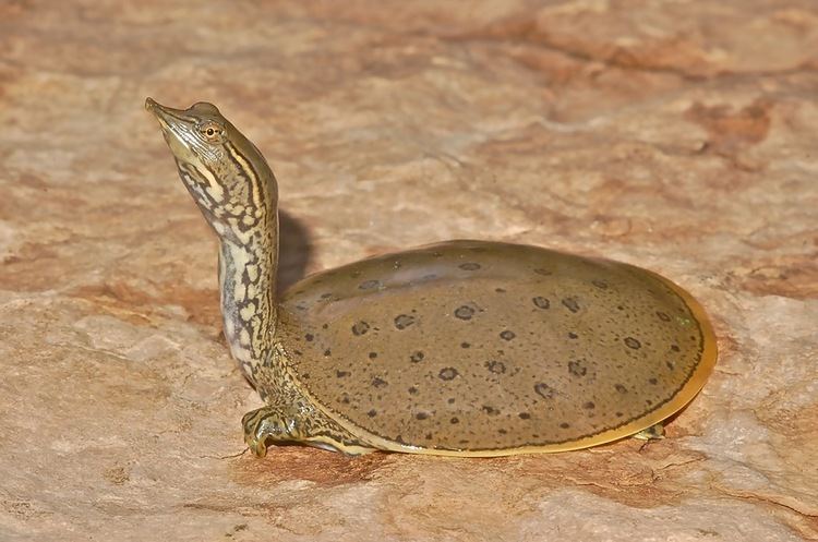Spiny softshell turtle Spiny Softshell Turtle Ottawa Riverkeeper