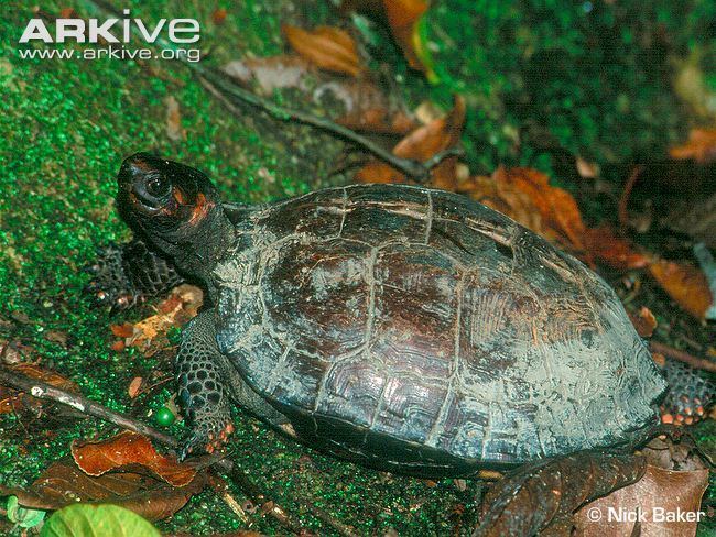 Spiny turtle Spiny turtle videos photos and facts Heosemys spinosa ARKive