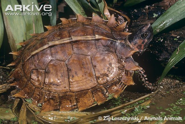 Spiny turtle Spiny turtle videos photos and facts Heosemys spinosa ARKive