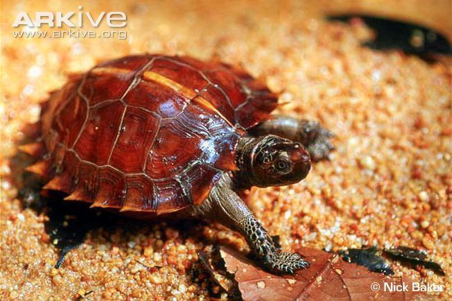 Spiny turtle Spiny turtle photo Heosemys spinosa G21398 ARKive