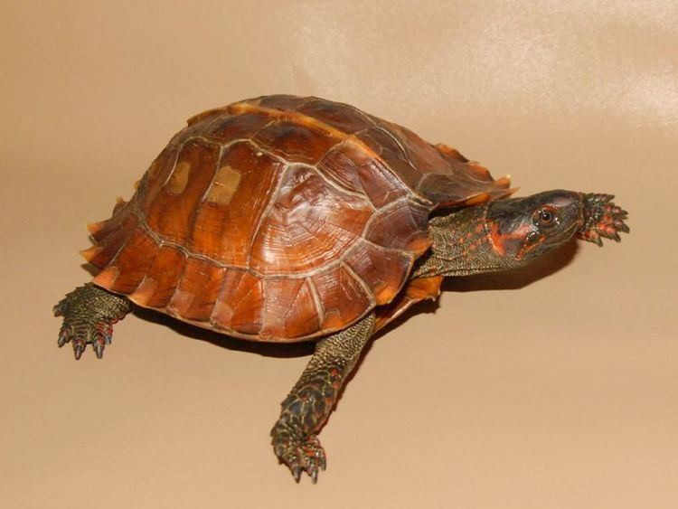 Spiny turtle Spiny Turtle for sale from The Turtle Source