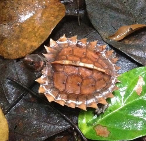 Spiny turtle https68mediatumblrcom59046348c0b035acc30ddd