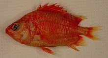 Spinycheek soldierfish httpsuploadwikimediaorgwikipediacommonsthu