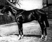 Spion Kop (horse) httpsuploadwikimediaorgwikipediaenthumb4
