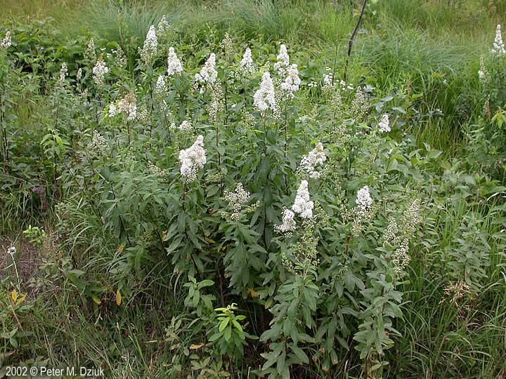 Spiraea alba Spiraea alba White Meadowsweet Minnesota Wildflowers