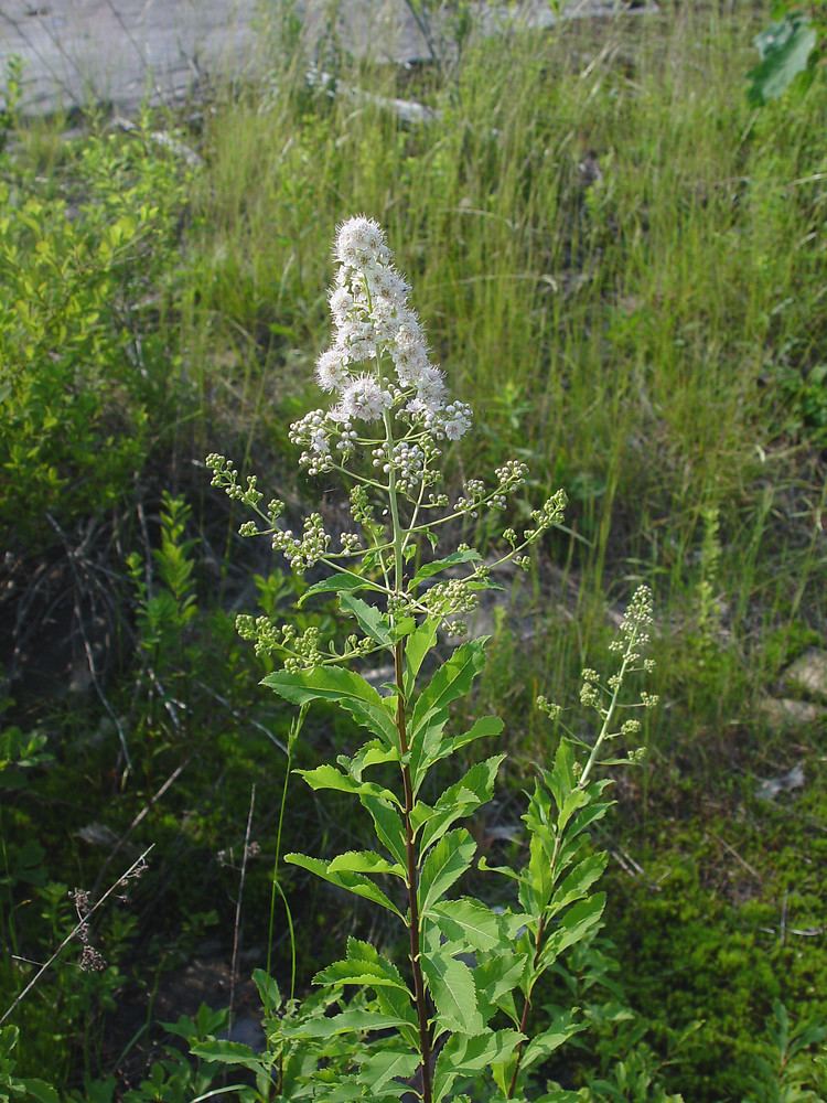 Spiraea alba Spiraea alba white meadowsweet Go Botany