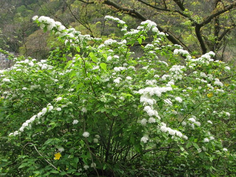 Spiraea chamaedryfolia FileSpiraea chamaedryfolia var pilosa 4JPG Wikimedia Commons