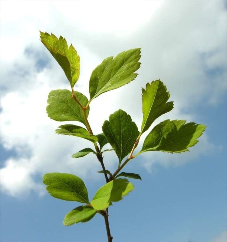 Spiraea chamaedryfolia Spiraea chamaedryfolia germander meadowsweet Go Botany