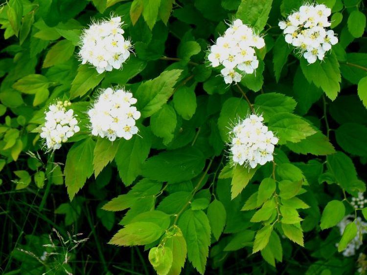 Spiraea chamaedryfolia Spiraea chamaedryfolia