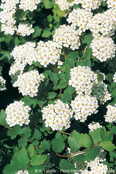 Spiraea chamaedryfolia Spiraea chamaedryfolia L