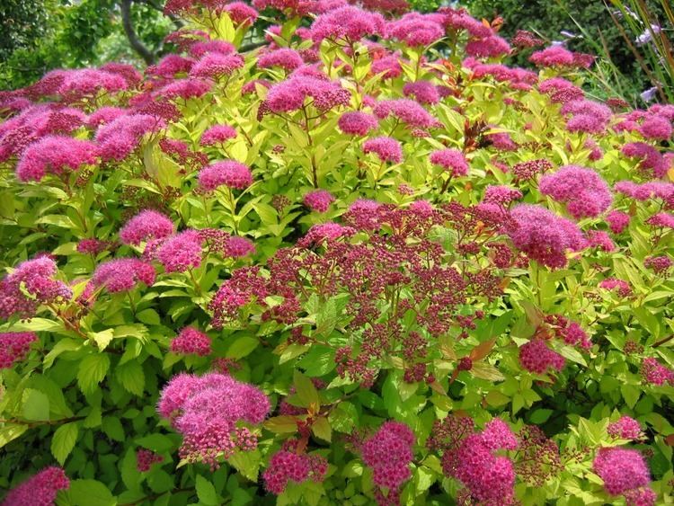 Spiraea japonica Super Natural Landscapes Showy shrubs for every season