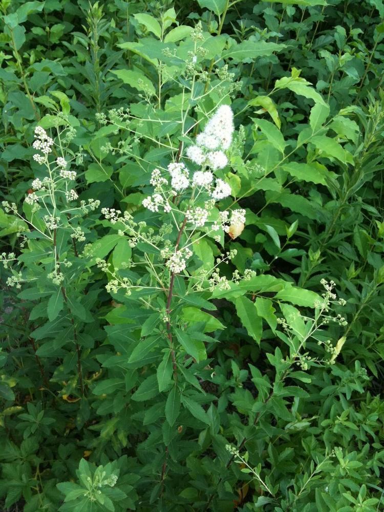 Spiraea latifolia Transformational Gardening White Meadowsweet Broadleaf Meadowsweet