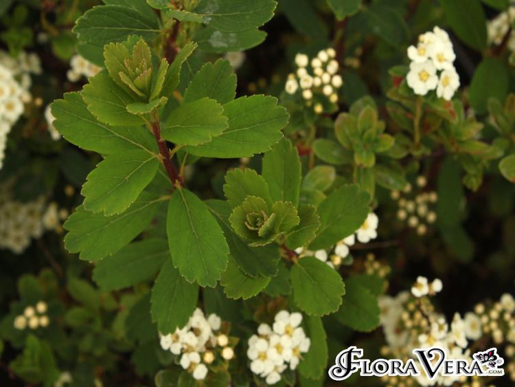 Spiraea nipponica Spiraea nipponica Floravera