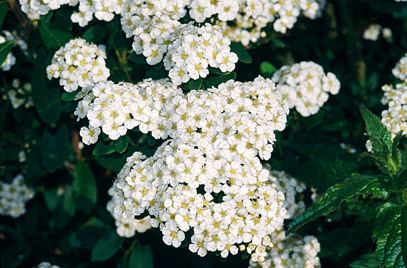 Spiraea nipponica Spiraea nipponica 39Snowmound39 Tosa spirea 39Snowmound39RHS Gardening