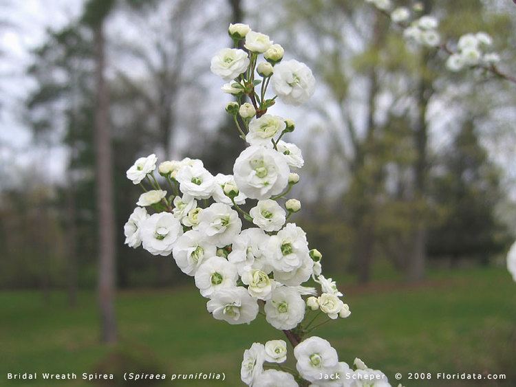 Spiraea prunifolia Spiraea prunifolia