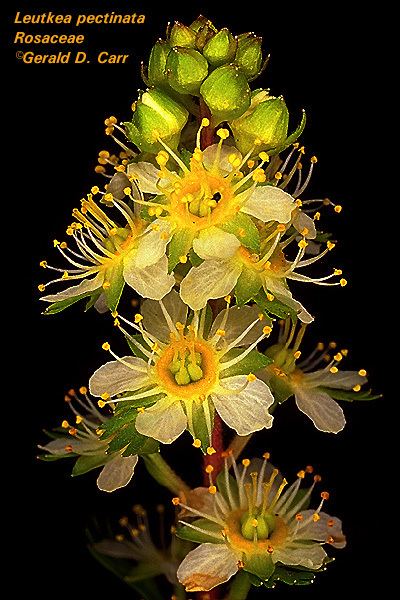 Spiraeoideae LONCAPA Flowering Plant Families UH Botany