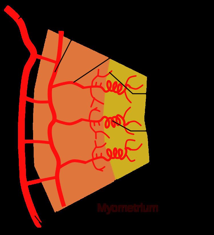 Spiral artery