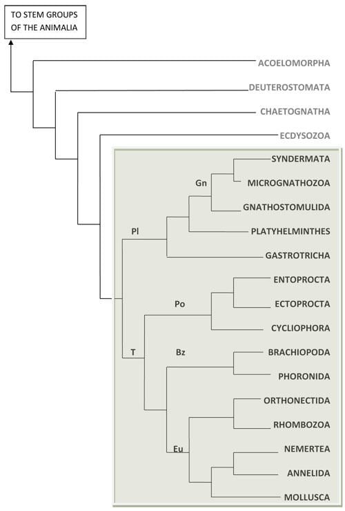 Spiralia comeniussusquedubiol202animalsprotostomessp