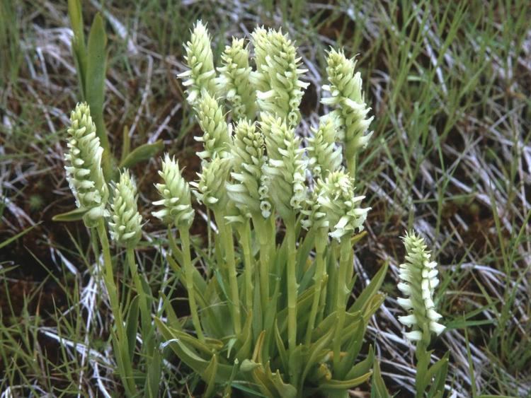 Spiranthes Spiranthes romanzoffiana Hooded Ladies39 Tresses Go Orchids