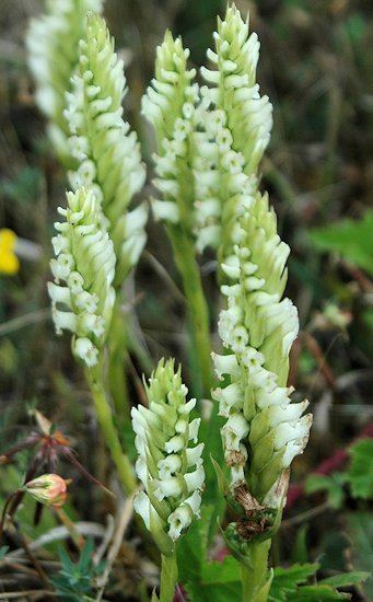 Spiranthes Pacific Bulb Society Spiranthes