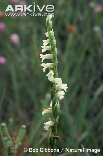 Spiranthes aestivalis Summer lady39stresses videos photos and facts Spiranthes