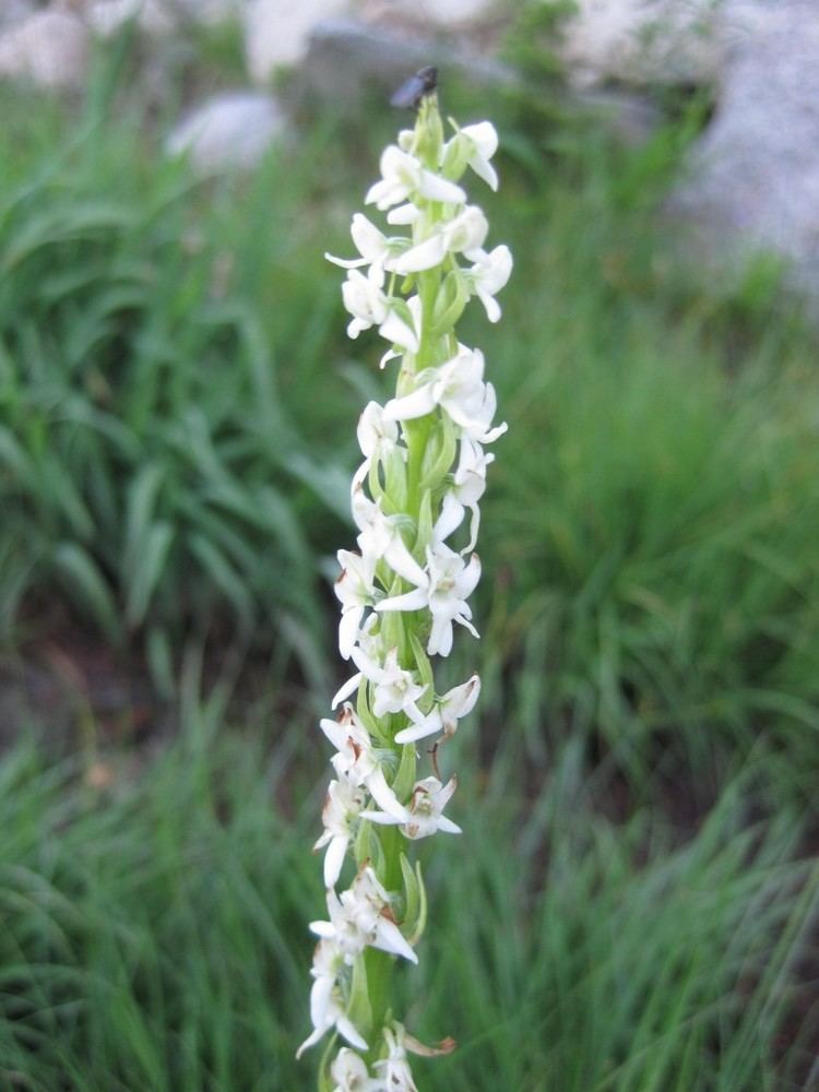 Spiranthes diluvialis Spiranthes diluvialis I Hate Mosquitoes
