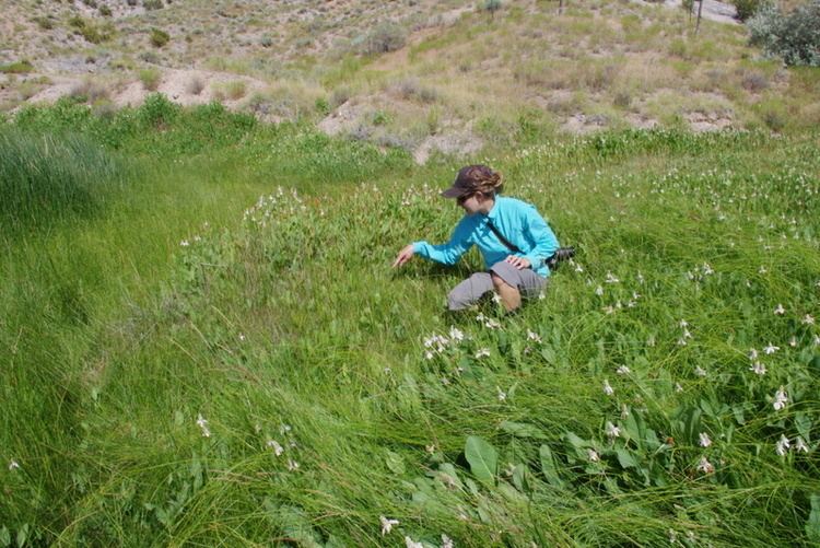 Spiranthes diluvialis Spiranthes diluvialis Nevada Natural Heritage Program
