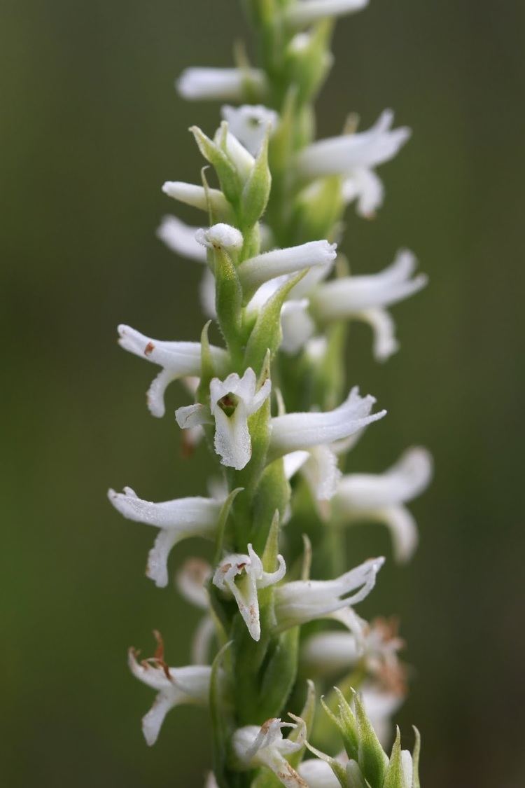 Spiranthes diluvialis Native Orchids of the Pacific Northwest and the Canadian Rockies