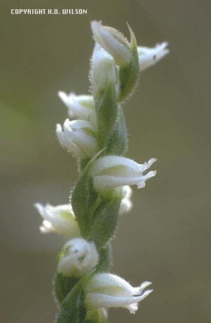Spiranthes parksii S parksii Distinctive characters
