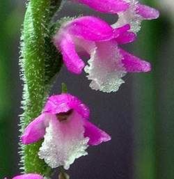 Spiranthes sinensis A beautiful orchid weed Spiranthes sinensis