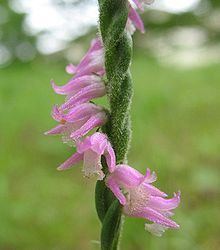 Spiranthes sinensis httpsuploadwikimediaorgwikipediacommonsthu
