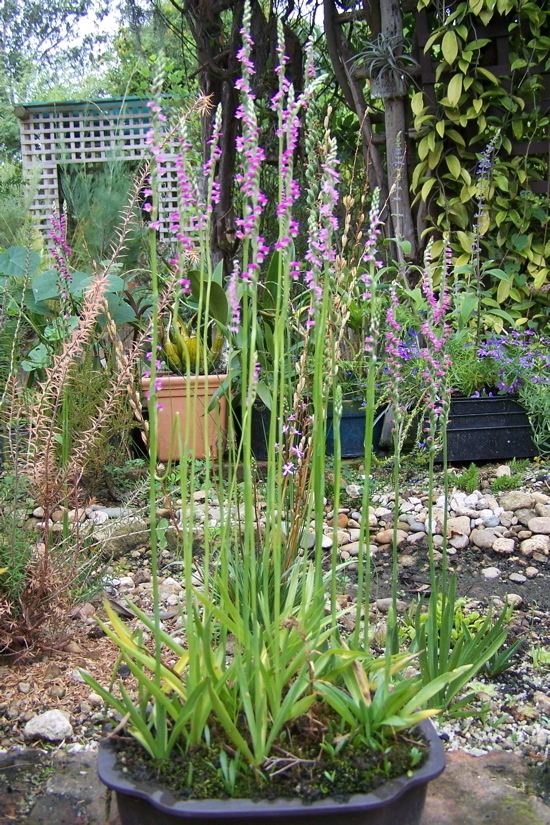 Spiranthes sinensis Hortus Camdenensis Spiranthes sinensis Pers Ames