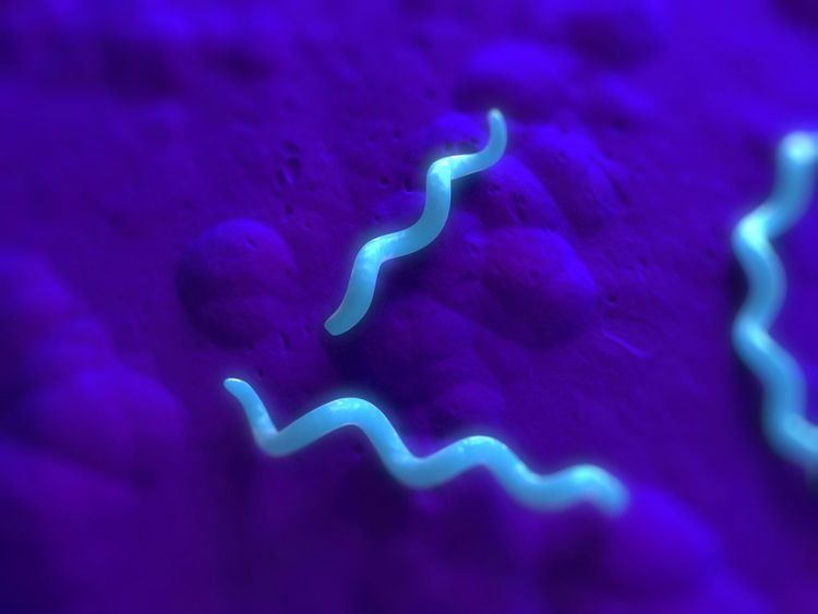 Spirillum Bacteria Shapes