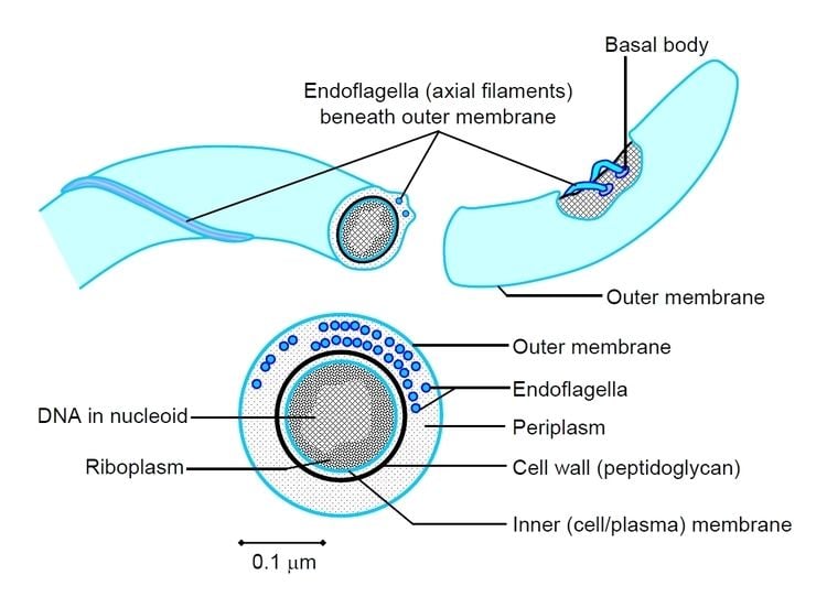 Spirochaete Bacteriamotility3