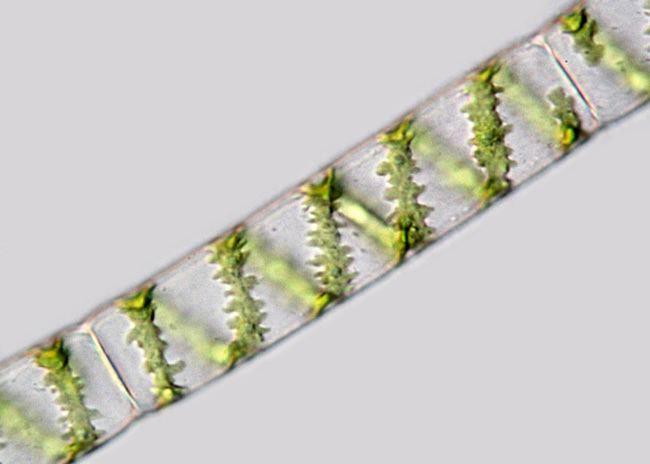 Spirogyra Spirogyra Cell wall is smooth and featureless Landcare Research