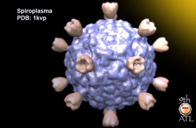 Spiroplasma Virusworld Spiroplasma Virus SPV4