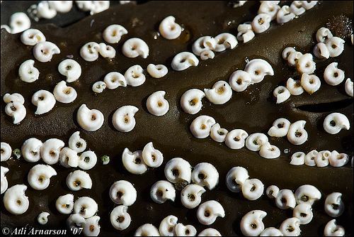 Spirorbis Spirorbis spirorbis Sinistral spiral tubeworms Spirorbis Flickr